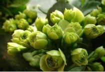 绿巴黎长寿花怎么养