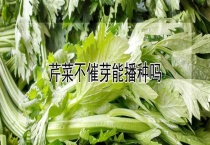 芹菜不催芽能播种吗？