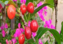 车厘子可以盆栽吗？