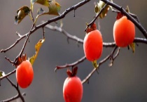 吊红和柿子区别？