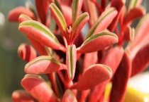 红背椒草有毒性吗？