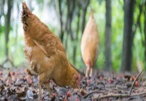 鸡饲料配制技术 主要有以下五个方面