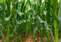 玉米卷心病用什么药