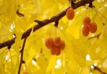 银杏有果实吗？