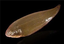 无刺的鱼有哪些品种