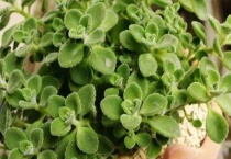 碰碰香是多肉吗？