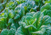 寒露还用给白菜施肥吗？