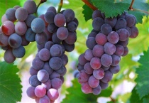 种植10亩葡萄前期投资