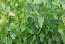 杨树苗怎么栽成活率高