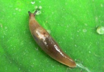 鼻涕虫吃什么？