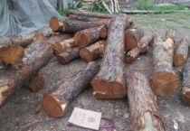 香椿树木材有什么用途