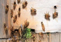 怎么能看出是有盗蜂 具体表现有哪些？