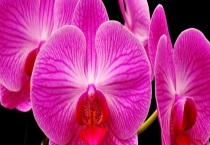 蝴蝶兰什么时候开花 花期多长 花期怎样管理