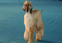 阿富汗猎犬选购方法 阿富汗猎犬市场价格