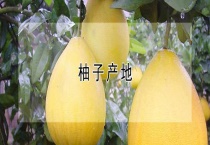 柚子产地
