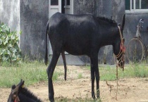 什么品种的驴好 每个品种各具特点