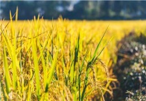 水稻齐穗期打什么药