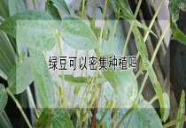 绿豆可以密集种植吗？