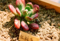 红稚儿与红稚莲的区别？