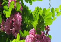 富贵树烂根怎么办？