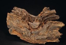 沉香木和沉香有什么不同 沉香是怎么形成的