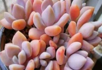 隔着玻璃晒多肉上色吗？