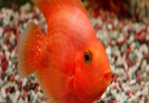 鹦鹉鱼的繁殖方法 繁殖环境如何