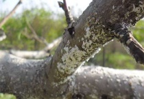 桃树桑白蚧怎么根除