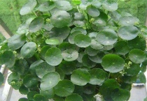 镜面草扦插怎么做？