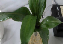 荷花竹会开花吗？