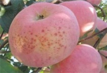 苹果果面上有许多红点怎么办？