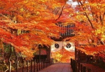 红枫叶子什么时候红