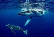 鲸为什么不是鱼