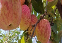 冰糖心苹果产自哪里 冰糖心苹果有什么特点