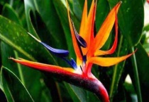 怎样判断天堂鸟缺水还是水多