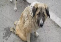 流浪狗如何过冬 冬天流浪狗死亡率高的原因？