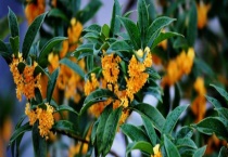 日香桂和四季桂的区别？ 桂花的四大品系