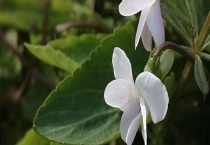 白花地丁能吃吗？