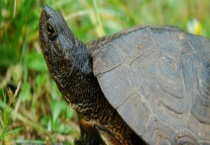 乌龟过冬的方法 养殖要点有哪些？