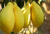 沙田柚什么时候成熟 有哪些品种