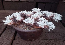 白菊多肉怎么服盆快