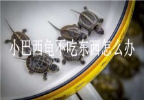 小巴西龟不吃东西怎么办？