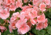 天竺葵是一年生还是多年生