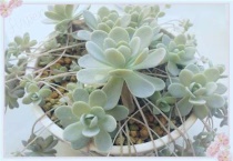 子持莲花适合放房间吗？