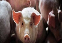 非洲猪瘟是如何传进中国的 人吃了有什么后果