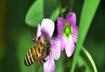 蜜蜂介王不成功的表现有哪些 怎样解决工蜂围王