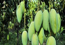 芒果树需要种植多少年才能结果 附开花结果习性