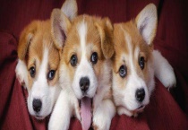 柯基多少钱一只 柯基的品种