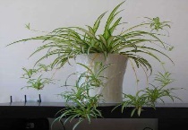 吊兰夏天可以换盆吗？