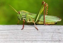 蚂蚱的另一个名字叫什么？